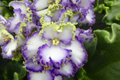 African Violet Buckeye Seabreazes Cuttings - Pair, Easy Care Indoor Plant