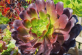 Aeonium Voodoo Cutting - Unrooted Purple Rosette Succulent Starter Plant
