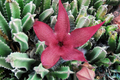 Stapelia Grandiflora Carrion Plant Cuttings (2) 6"-8" - Starfish Plant, Star-Shaped Flowers