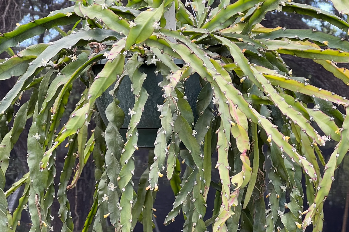 Lepismium Cruciforme Spiralis Cactus - 3 Unrooted Cuttings (4-8") for Grafting or Rooting
