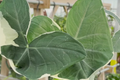 Alocasia Mickey Mouse Plant | Live 4" Pot Starter Plant