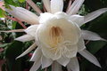 Epiphyllum Kazoo Unrooted Cutting | Orchid Cactus Hybrid 6-8"