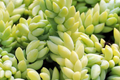 Donkey’s Tail Succulent Cuttings (Sedum morganianum) – 3 Unrooted 5" Trailing Cuttings