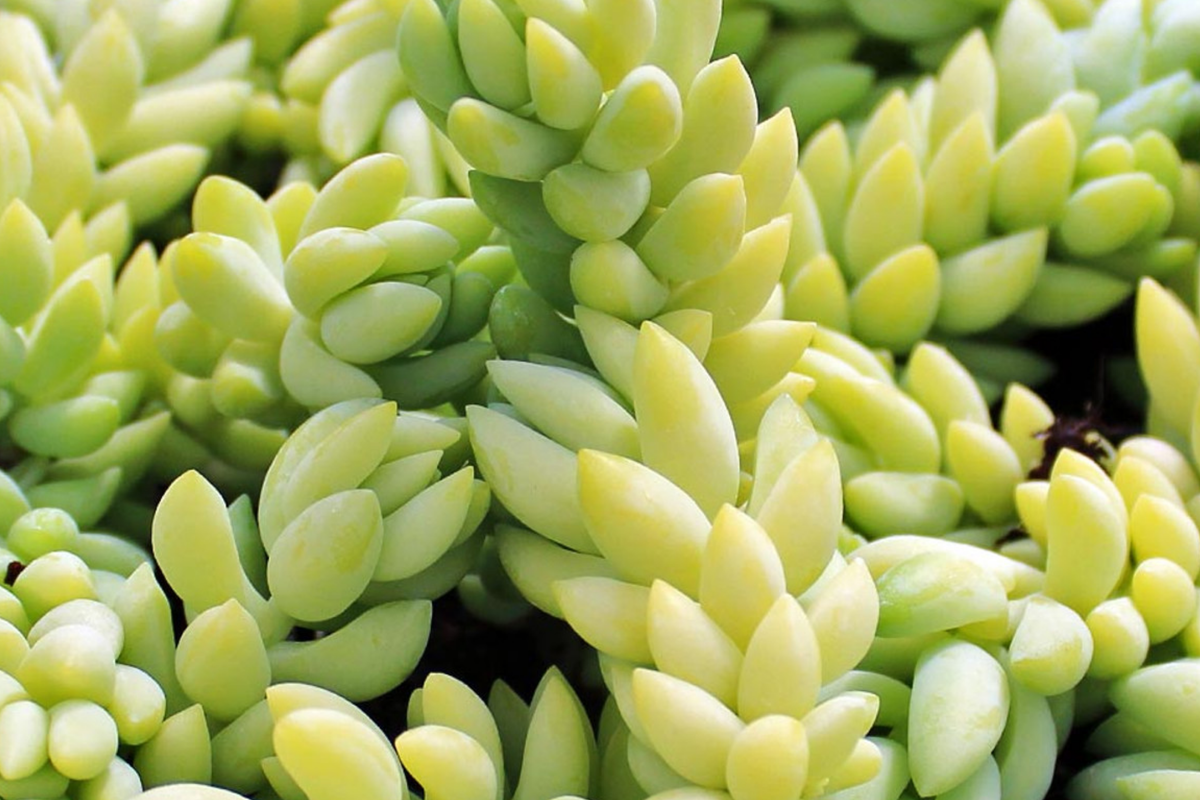 Donkey’s Tail Succulent Cuttings (Sedum morganianum) – 3 Unrooted 5" Trailing Cuttings