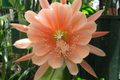 Epiphyllum Orchid Cactus King Midas Cutting - 8"-10" Unrooted, Large Vibrant Blooms