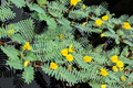 Botswana Wonder Sensitive Plant (Aeschynomene fluitans) - Floating Tropicals for Ponds
