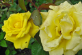 Texas Yellow Rose Cuttings - 3 Unrooted 5-6" Each with Rooting Powder & Guide