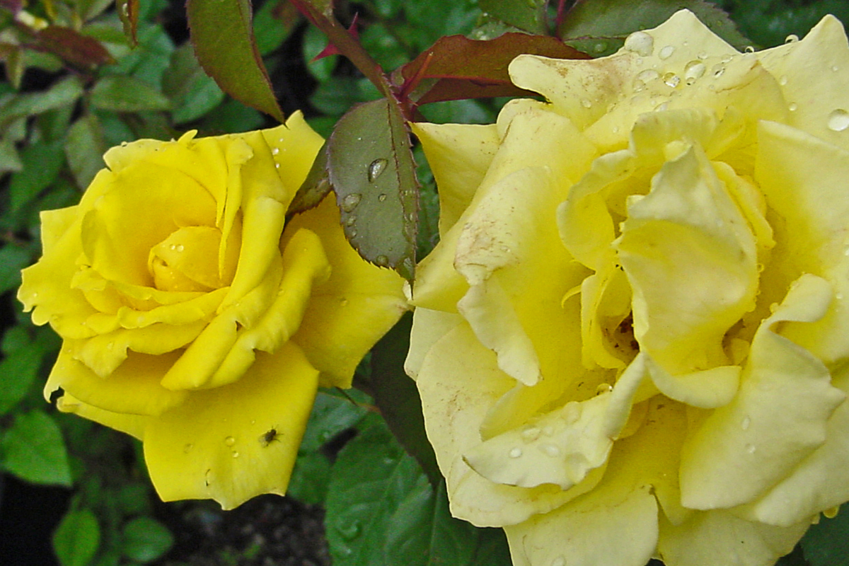 Texas Yellow Rose Cuttings - 3 Unrooted 5-6" Each with Rooting Powder & Guide