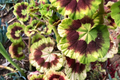 Variegated Pelargonium Zonal Geranium Cutting - 6" Starter Plant with Vivid Red Blooms