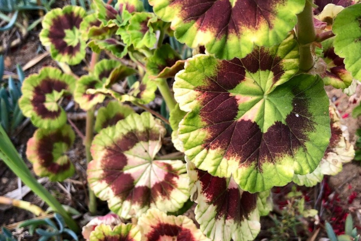 Variegated Pelargonium Zonal Geranium Cutting - 6" Starter Plant with Vivid Red Blooms