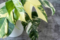 Pothos Epipremnum Pinnatum Albo Variegata Cuttings - Variegated Fenestrated Climbing Houseplant