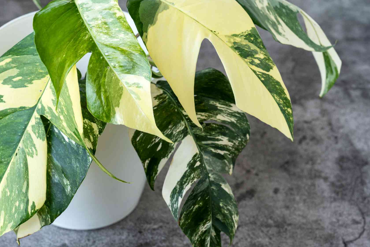 Pothos Epipremnum Pinnatum Albo Variegata Cuttings - Variegated Fenestrated Climbing Houseplant