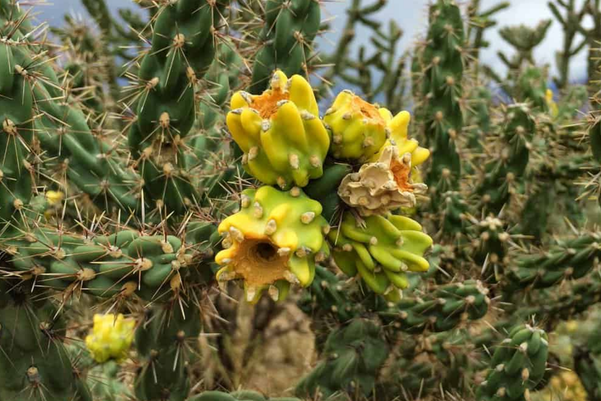 Jumping Cholla Cactus Live Cutting - Cylindropuntia fulgida, Evergreen, Fast-Growing