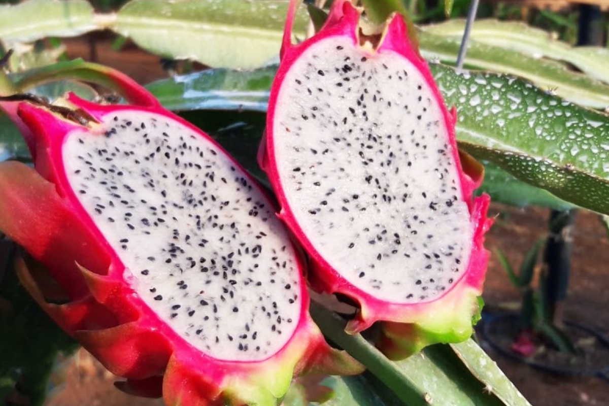 White Dragon Fruit Pepino Dulce - 2 Cuttings 9-14", Starter Plant