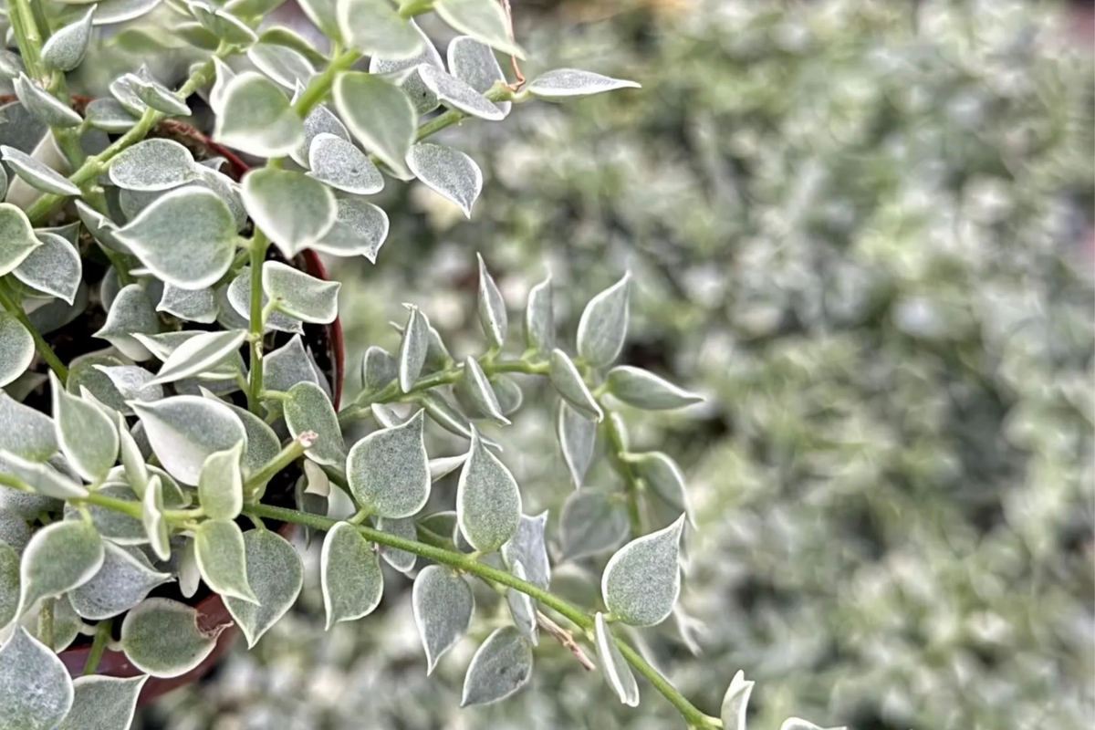 Dischidia ruscifolia Million Hearts Cutting — 1 Unrooted Cutting
