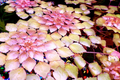 Water Mosaic Plant Cuttings (Ludwigia sedioides) - 3 Unrooted Floating Cuttings for Ponds