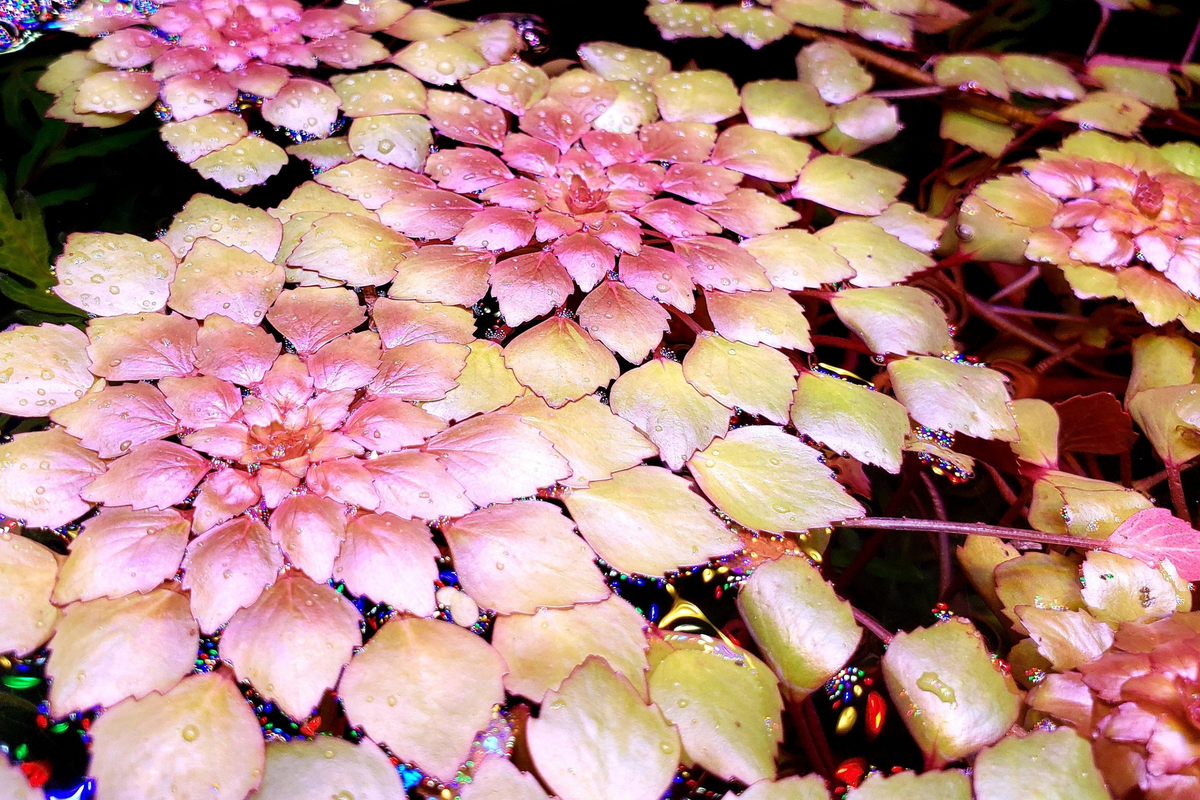 Water Mosaic Plant Cuttings (Ludwigia sedioides) - 3 Unrooted Floating Cuttings for Ponds