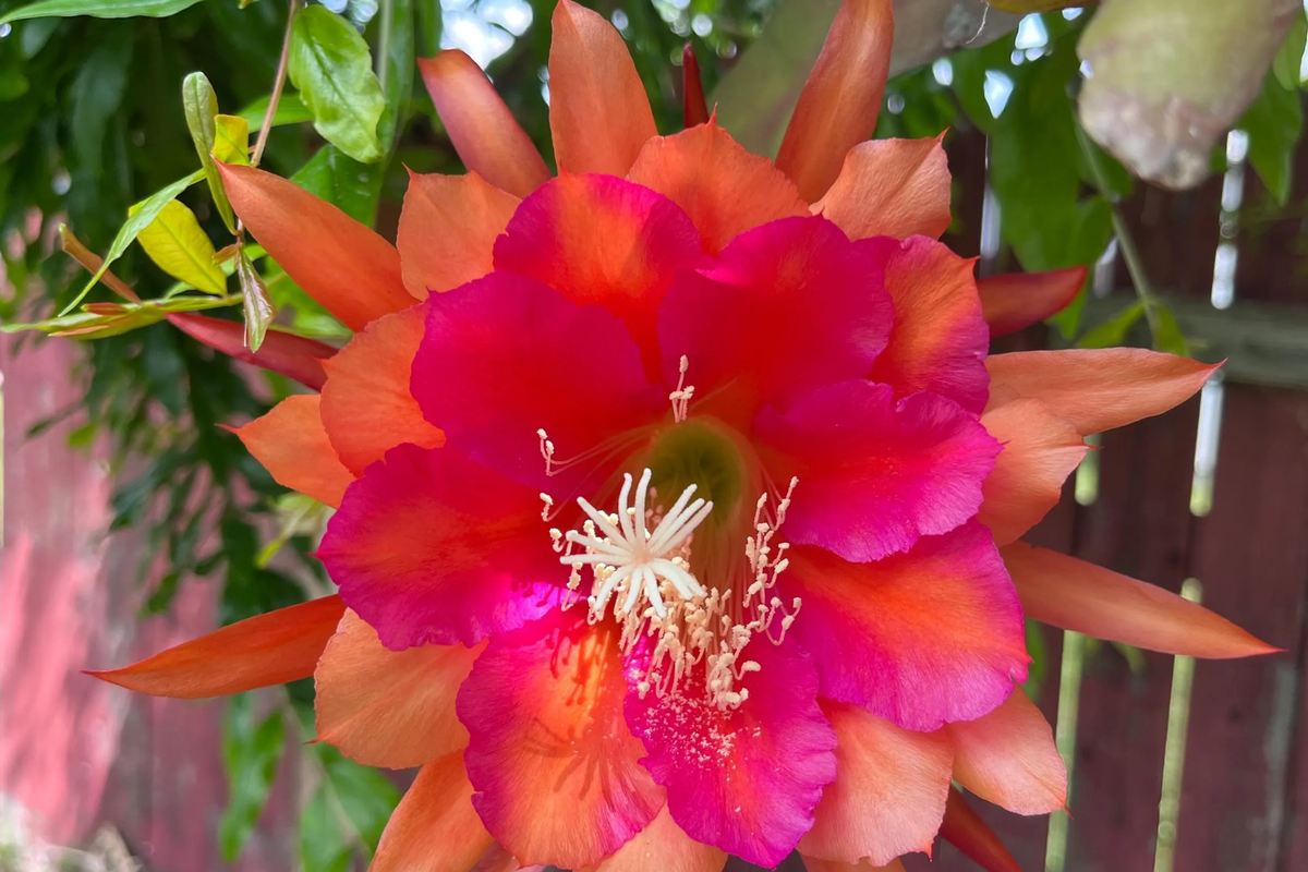 Epiphyllum Orchid Cactus Neon Smile - 3 Rooted Cuttings, Pink Blooms, Easy-Care Starter Plant