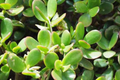 Crassula ovata Jade Plant Cuttings - 2 Unrooted 3-5" | Easy Care Money Tree Jade Propagation