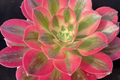 Aeonium 'Perfume Concubine' Cutting - 2.5-Inch Rosette | Easy to Grow Succulent