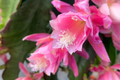 Epiphyllum Hocus Pocus Orchid Cactus Cutting - Unrooted 8-10" Starter Plant