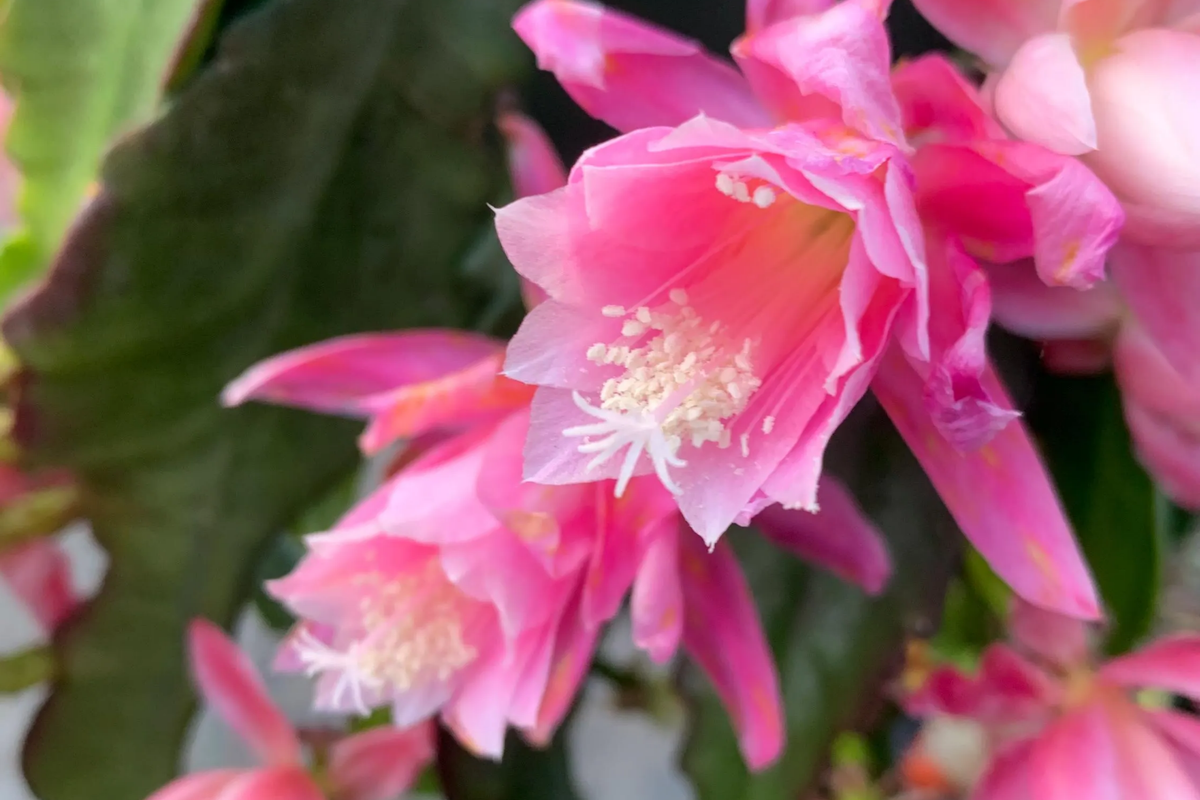 Epiphyllum Hocus Pocus Orchid Cactus Cutting - Unrooted 8-10" Starter Plant