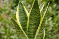 Sansevieria Golden Hahnii Starter Plant | Dwarf Variegated Snake Plant