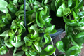 Hoya Hindu Rope Plant Cuttings (Unrooted) – 4-Inch, Hoya carnosa 'Compacta' Propagation