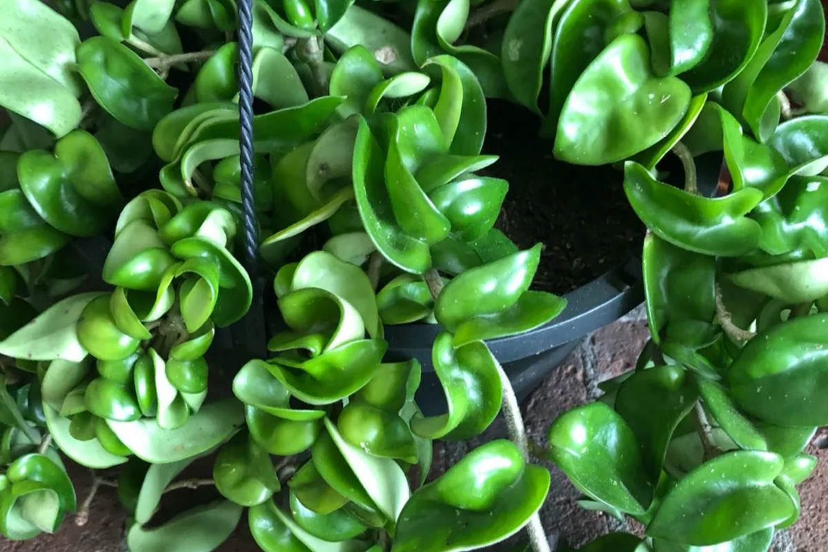 Hoya Hindu Rope Plant Cuttings (Unrooted) – 4-Inch, Hoya carnosa 'Compacta' Propagation