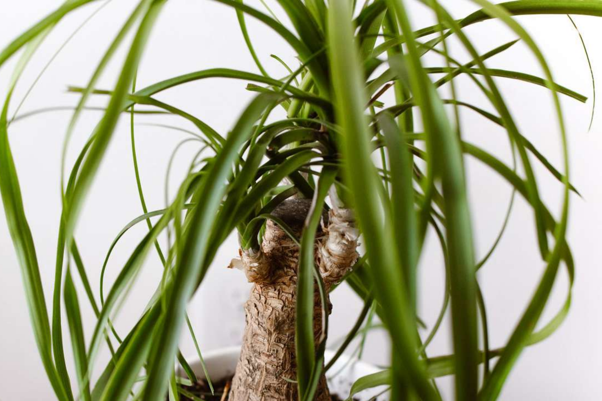 Beaucarnea multi Ponytail Palm Rooted Cutting in 2" Pot | Air-Purifying, Low-Maintenance