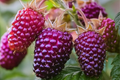 Thornless Purple Raspberry Cutting (Rubus 'Glencoe') - 4" Rooted Starter Plant