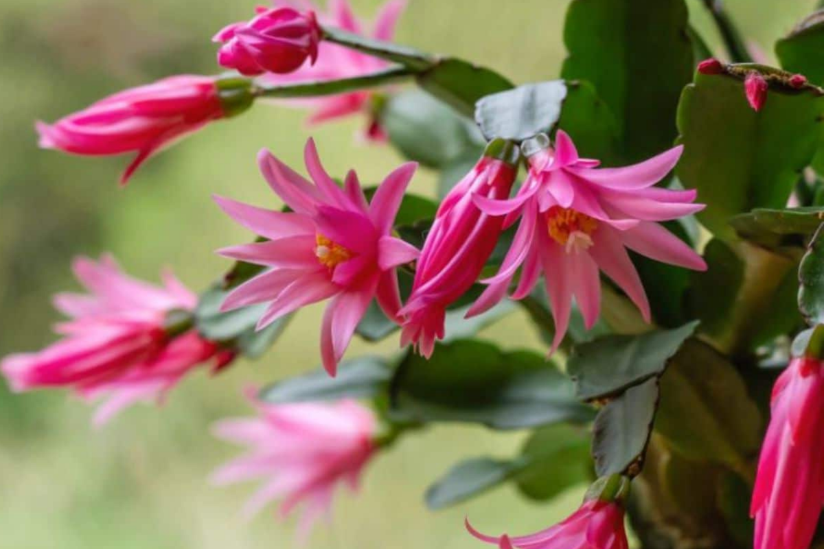 Christmas Cactus White Cuttings (Unrooted) 4-5" – 5-Pack for Easy Propagation