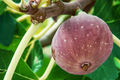 Chicago Hardy Fig Tree Cuttings (10 x 9-10") | 5+ Nodes, Dormant Hardwood Cuttings, Cold-Resistant & Fast-Growing