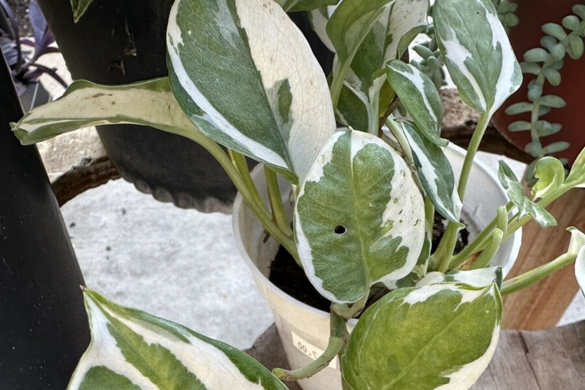 N'Joy Pothos Unrooted Cuttings - 3 Variegated Pothos for Propagation