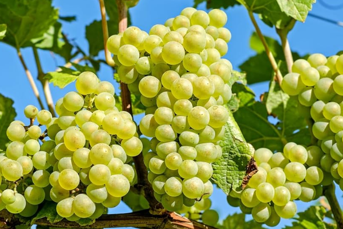 Green Grape Vine Cutting in Pot - Seedless Sweet Grapes Starter Plant