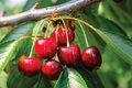 Bing Sweet Cherry Hardwood Scion Wood Cuttings (Prunus avium) - 6x 6", No Roots, Grafting