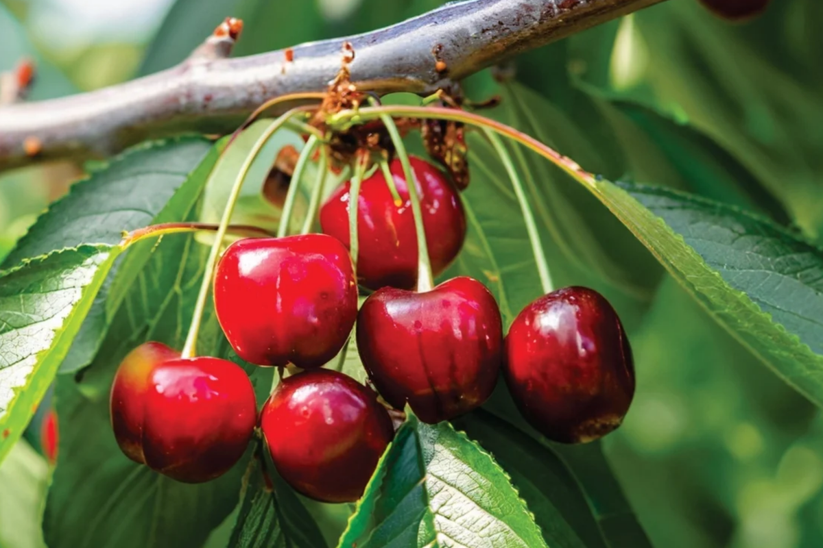 Bing Sweet Cherry Hardwood Scion Wood Cuttings (Prunus avium) - 6x 6", No Roots, Grafting