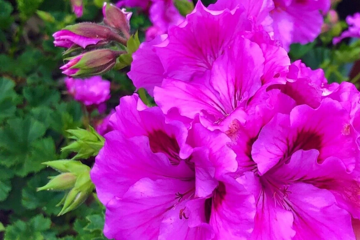 Purple Pink Pelargonium Regal Geranium 6" Live Plant Cuttings – 3 Starter Plants