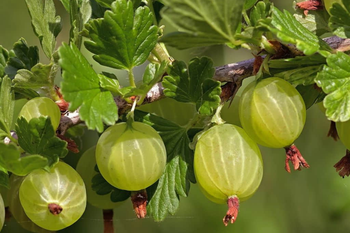 Pixwell Gooseberry - 6 Organic Hardwood Cuttings (6-9") – Self-Pollinating, Tart Pink Berries
