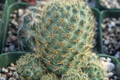 Roadkill Cactus Cutting - Live Starter Plant, Easy Care, Indoor/Outdoor