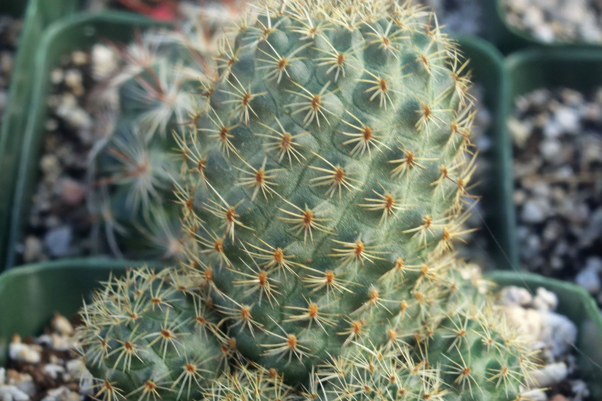 Roadkill Cactus Cutting - Live Starter Plant, Easy Care, Indoor/Outdoor