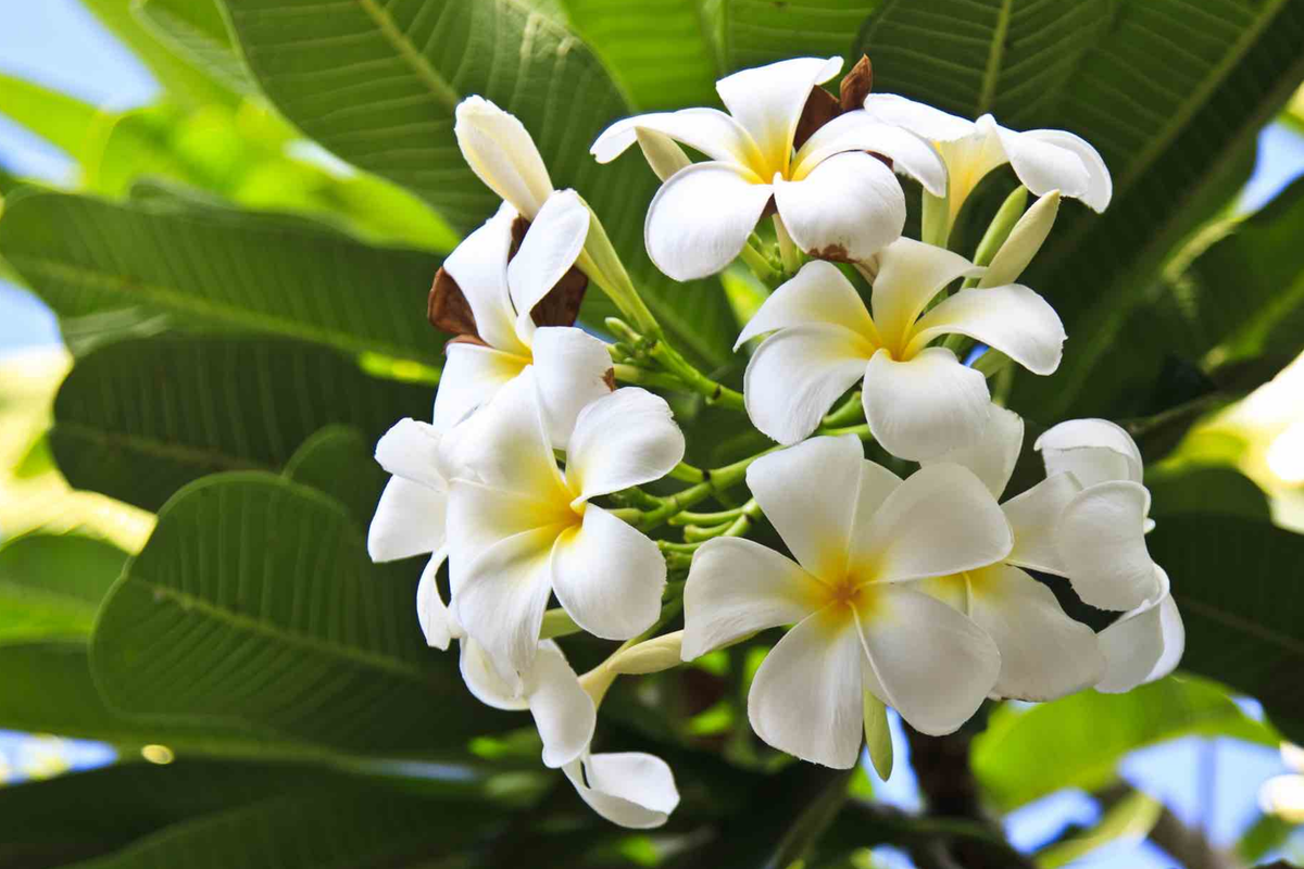 White Plumeria Tree Cutting (6-8") – Fresh Hawaiian Frangipani for Garden & Home