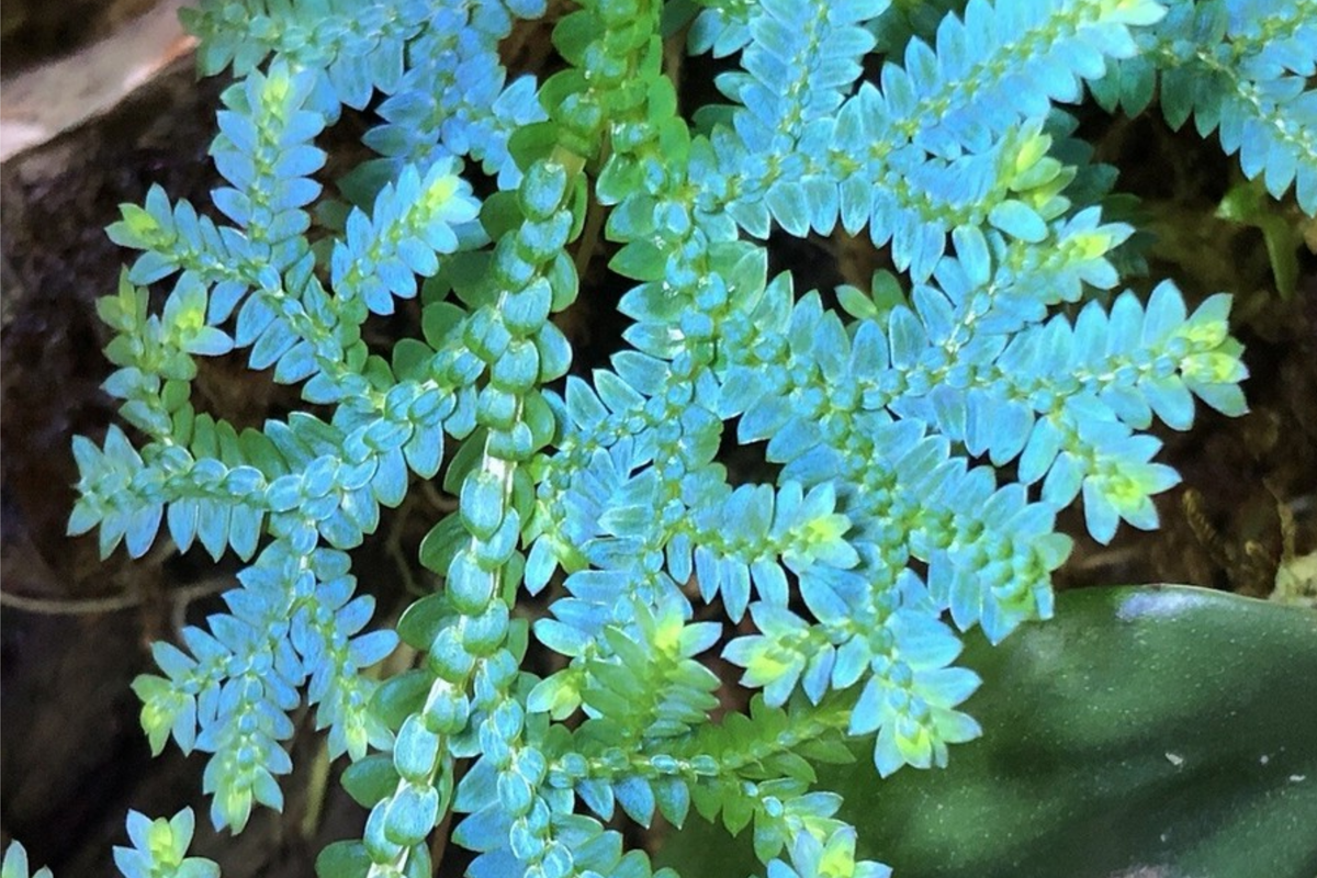 Peacock Spikemoss Rainbow Fern Cutting (Selaginella Uncinata) - 5" Rooted Cutting for Terrariums