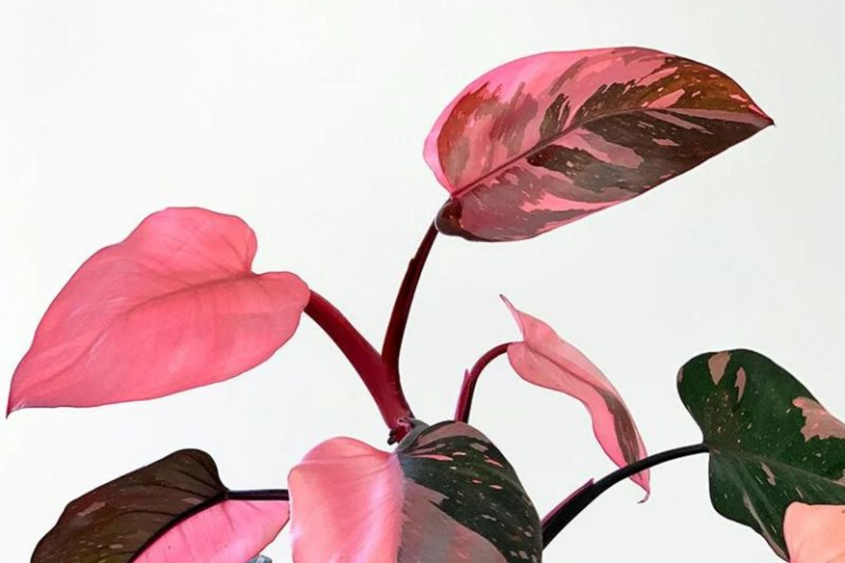 Pink Princess Philodendron High Variegation Cutting - PPP Houseplant