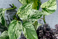 Marble Queen Pothos 5-Node Cutting - Variegated Epipremnum Aureum (Starter Plant)