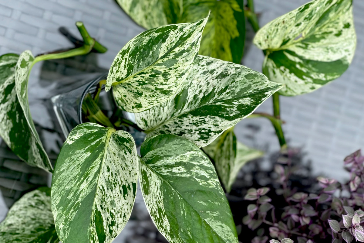 Marble Queen Pothos 5-Node Cutting - Variegated Epipremnum Aureum (Starter Plant)