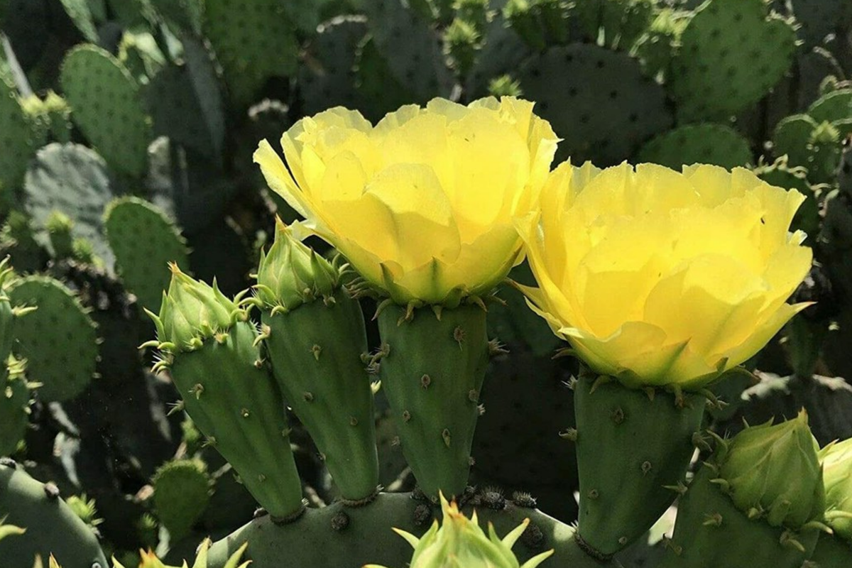 Opuntia Cacanapa Prickly Pear Cactus - 2 Pads/Cuttings, Winter Resistant, Easy to Grow