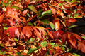 Sassafras Cuttings (8) | Unrooted Tree Cuttings for Propagation