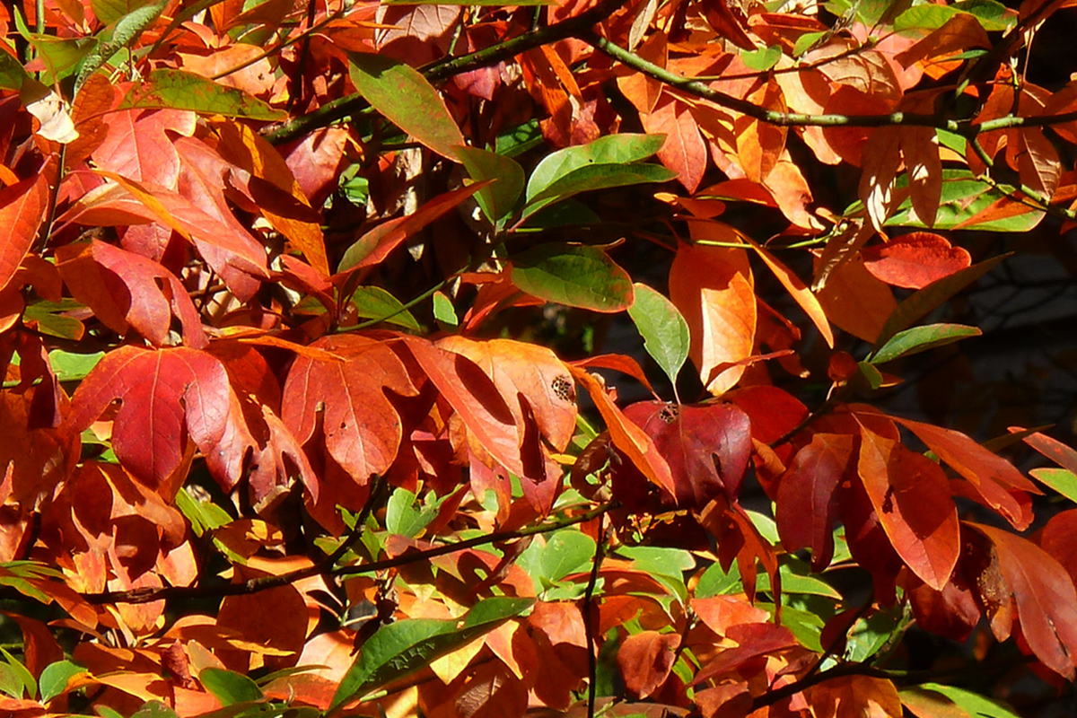 Sassafras Cuttings (8) | Unrooted Tree Cuttings for Propagation