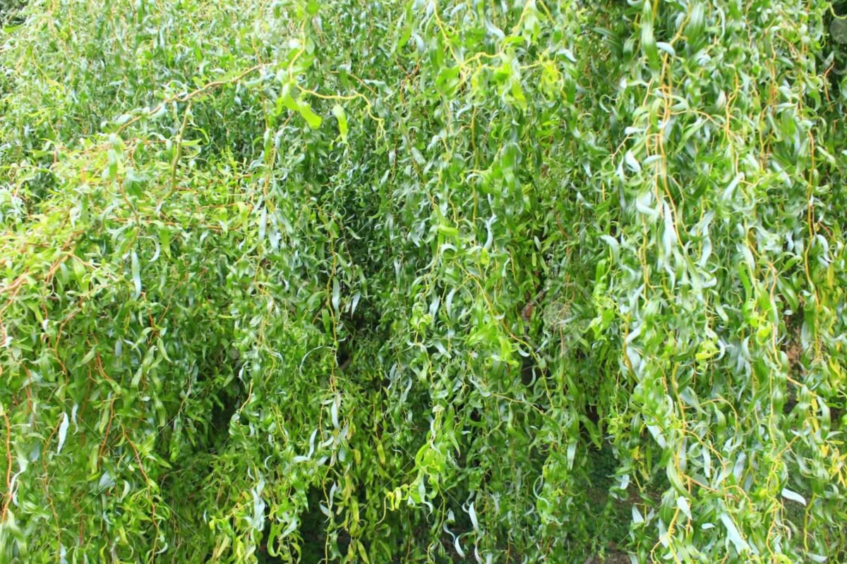 Rare Golden Curls Willow Tree Cutting | Gold Dragon Claw - Live Dwarf Bonsai Starter Plant